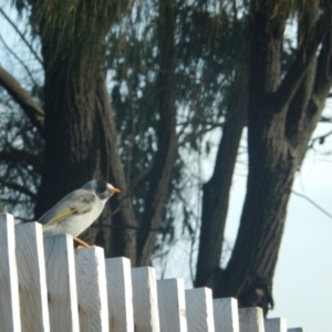 Manorina melanocephala at Queens Domain, TAS - 9 Jul 2019