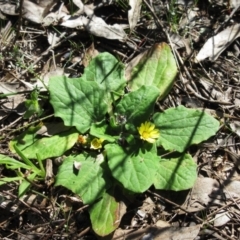 Cymbonotus sp. (preissianus or lawsonianus) (Bears Ears) at Hawker, ACT - 20 Sep 2022 by sangio7