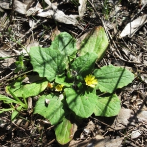 Cymbonotus sp. (preissianus or lawsonianus) at Hawker, ACT - 20 Sep 2022