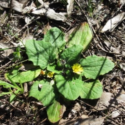 Cymbonotus sp. (preissianus or lawsonianus) (Bears Ears) at Hawker, ACT - 20 Sep 2022 by sangio7