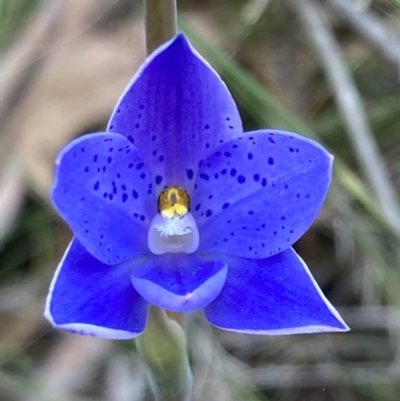 Thelymitra ixioides (Dotted Sun Orchid) at Jerrawangala, NSW - 14 Sep 2022 by AnneG1