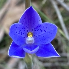 Thelymitra ixioides (Dotted Sun Orchid) at Jerrawangala, NSW - 14 Sep 2022 by AnneG1