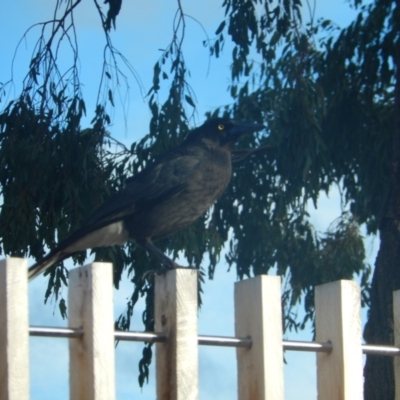 Strepera versicolor (Grey Currawong) at Queens Domain, TAS - 9 Jul 2019 by Daniel Montes