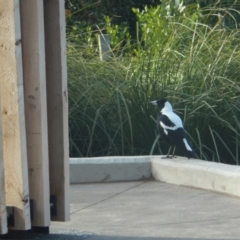 Gymnorhina tibicen (Australian Magpie) at Queens Domain, TAS - 9 Jul 2019 by Amata