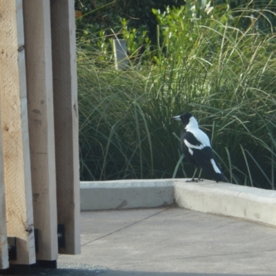 Gymnorhina tibicen (Australian Magpie) at Queens Domain, TAS - 9 Jul 2019 by Daniel Montes