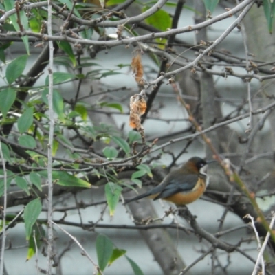 Acanthorhynchus tenuirostris (Eastern Spinebill) at Margate, TAS - 10 Jul 2019 by Daniel Montes