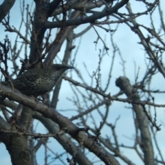 Anthochaera chrysoptera (Little Wattlebird) at Margate, TAS - 10 Jul 2019 by Daniel Montes