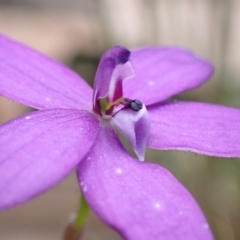 Glossodia minor (Small Wax-lip Orchid) at Jerrawangala, NSW - 14 Sep 2022 by AnneG1