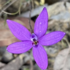 Glossodia minor at Jerrawangala, NSW - suppressed