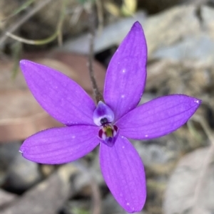 Glossodia minor at Jerrawangala, NSW - suppressed