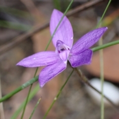 Glossodia minor at Jerrawangala, NSW - suppressed