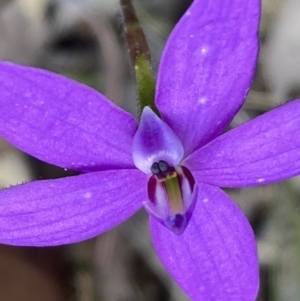 Glossodia minor at Jerrawangala, NSW - suppressed