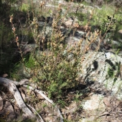 Brachyloma daphnoides (Daphne Heath) at Hawker, ACT - 20 Sep 2022 by sangio7