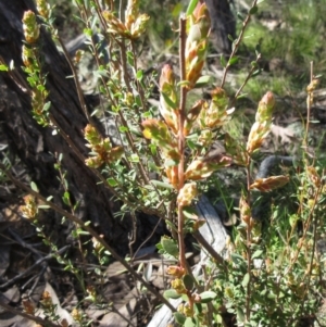 Brachyloma daphnoides at Hawker, ACT - 20 Sep 2022