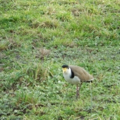 Vanellus miles (Masked Lapwing) at Margate, TAS - 10 Jul 2019 by Amata