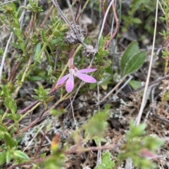 Caladenia fuscata (Dusky Fingers) at Watson, ACT - 22 Sep 2022 by simonstratford