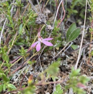 Caladenia fuscata at Watson, ACT - suppressed