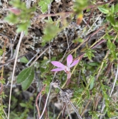 Caladenia fuscata at Watson, ACT - suppressed