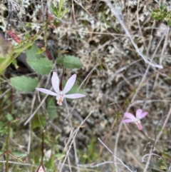 Caladenia fuscata at Watson, ACT - 22 Sep 2022