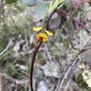 Diuris pardina at Watson, ACT - 22 Sep 2022