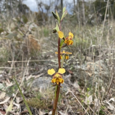 Diuris pardina (Leopard Doubletail) at Mount Majura - 22 Sep 2022 by simonstratford