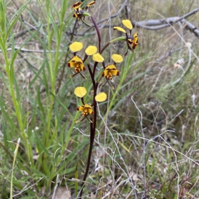 Diuris pardina (Leopard Doubletail) at Mount Majura - 22 Sep 2022 by simonstratford