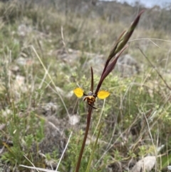 Diuris pardina (Leopard Doubletail) at Watson, ACT - 22 Sep 2022 by simonstratford