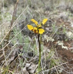 Diuris pardina (Leopard Doubletail) at Watson, ACT - 22 Sep 2022 by simonstratford