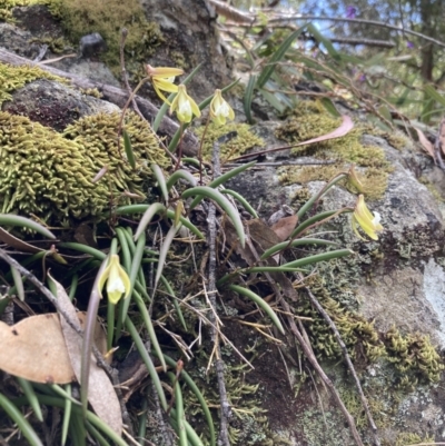 Dockrillia striolata (Streaked Rock Orchid) at Yerriyong, NSW - 14 Sep 2022 by AnneG1