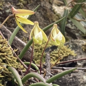 Dockrillia striolata at Yerriyong, NSW - 14 Sep 2022