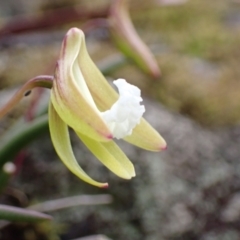 Dockrillia striolata at Yerriyong, NSW - 14 Sep 2022