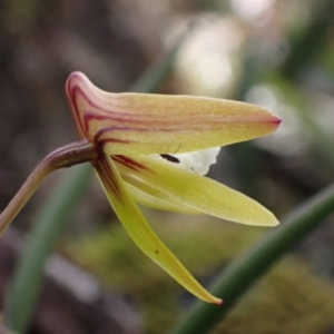 Dockrillia striolata at Yerriyong, NSW - suppressed