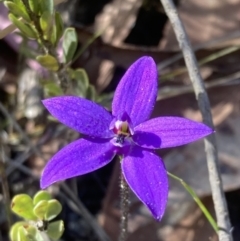 Glossodia minor (Small Wax-lip Orchid) at Jerrawangala, NSW - 14 Sep 2022 by AnneG1
