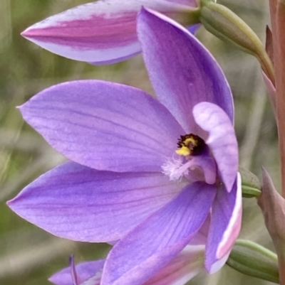 Thelymitra ixioides (Dotted Sun Orchid) at Parma Creek Nature Reserve - 14 Sep 2022 by AnneG1