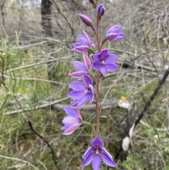 Thelymitra ixioides at Yerriyong, NSW - suppressed