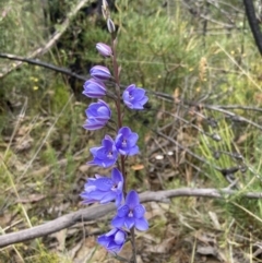 Thelymitra ixioides (Dotted Sun Orchid) at Yerriyong, NSW - 14 Sep 2022 by AnneG1