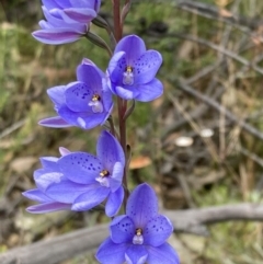 Thelymitra ixioides at Yerriyong, NSW - suppressed