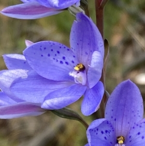 Thelymitra ixioides at Yerriyong, NSW - suppressed