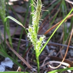 Carex breviculmis (Short-Stem Sedge) at Hawker, ACT - 20 Sep 2022 by sangio7