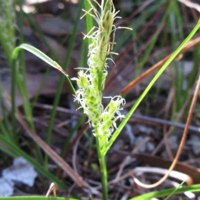 Carex breviculmis (Short-Stem Sedge) at Hawker, ACT - 20 Sep 2022 by sangio7