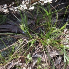 Carex breviculmis at Hawker, ACT - 20 Sep 2022