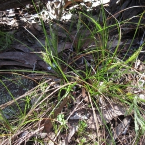 Carex breviculmis at Hawker, ACT - 20 Sep 2022 10:57 AM