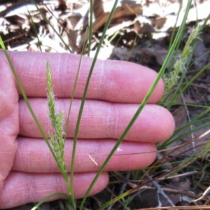 Carex breviculmis at Hawker, ACT - 20 Sep 2022