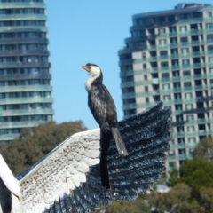 Microcarbo melanoleucos (Little Pied Cormorant) at Amaroo, ACT - 3 May 2020 by Daniel Montes