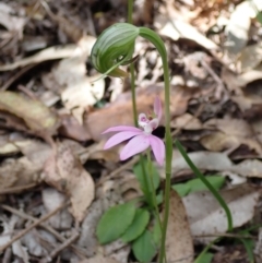 Caladenia hillmanii (Purple Heart Orchid) at Callala Creek Bushcare - 15 Sep 2022 by AnneG1