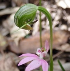 Caladenia hillmanii at Callala Beach, NSW - 15 Sep 2022