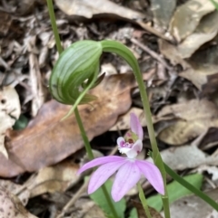 Caladenia hillmanii at Callala Beach, NSW - 15 Sep 2022