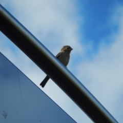 Passer domesticus (House Sparrow) at Margate, TAS - 7 Dec 2019 by Daniel Montes