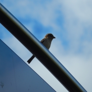 Passer domesticus at Margate, TAS - suppressed