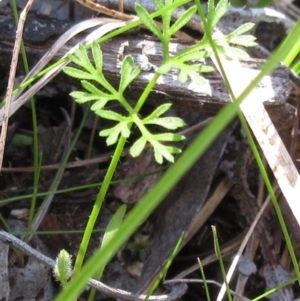 Daucus glochidiatus at Hawker, ACT - 20 Sep 2022